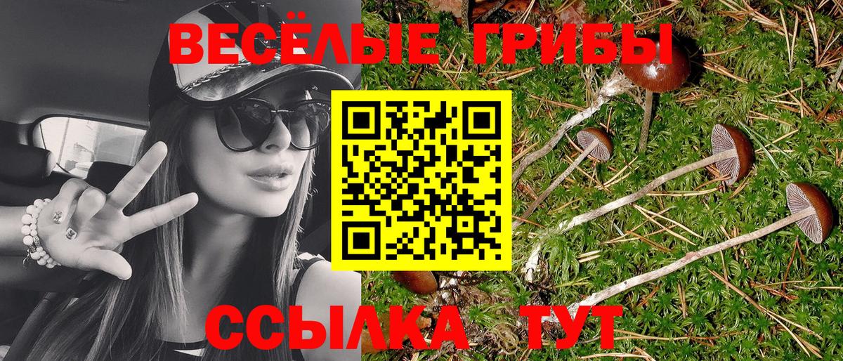Псилоцибиновые грибы Psilocybe Улан-Удэ